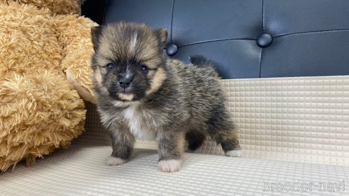 成約済の兵庫県のポメラニアン-311235の10枚目